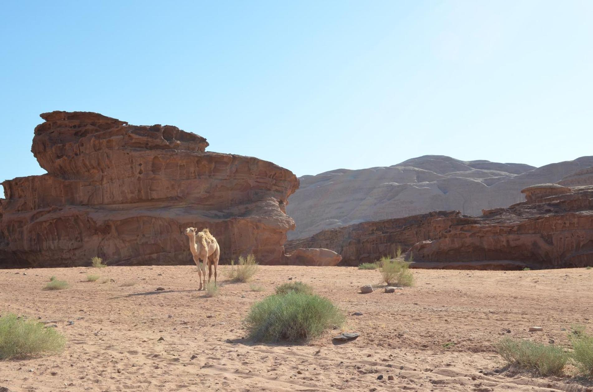 Wadi Rum Caeser Camp Hotel Exterior photo